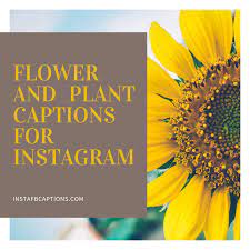 Maybe you would like to learn more about one of these? 134 Flower Captions For Instagram In 2021 Instafbcaptions