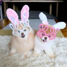 Pomeranian Boo Kopegi Hakkinda Bilmeniz Gerekenler Emoji