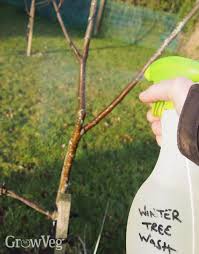 5 Organic Ways To Foil Fruit Tree Pests