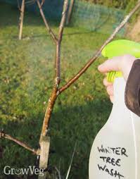 Tricia offers tips on how to get your orchard to thrive. 5 Organic Ways To Foil Fruit Tree Pests