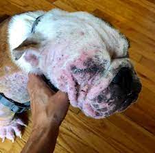 Chicago English... - Chicago English Bulldog Rescue, Inc.