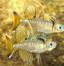 Pacific Blue Eye 2 5 3cm Pseudomugil Signifer Australian Animals Pacific Blue Aquarium Fish