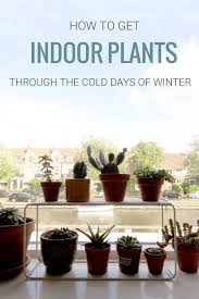 Tips To Take Care Of Indoor Plants During The Cold Winter Months Plante Plante Interieur