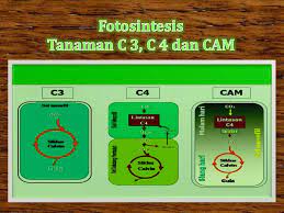 Keduanya memang memiliki bagian yang sangat besar dalam hal persebarannya. Perbedaan Proses Fotosintetis Pada Tanaman C3 C4 Dan Cam Bibit Online