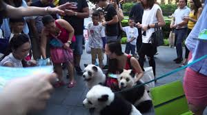 Maybe you would like to learn more about one of these? Latest Canine Trend In China Panda Dogs Dogtime