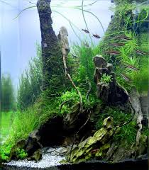 For Many Beginner Aquascapers There Are Very Real Constraints On Space And Budget This Is Where A Nano Aquascape Ca Aquascape Aquarium Aquascape Aquarium Fish