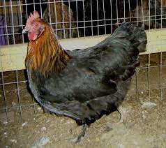 Maybe you would like to learn more about one of these? French Maran Chickens Black Copper Marans Chickens Chickens Backyard