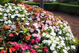 Check spelling or type a new query. Annuals For Part To Full Shade Beyond Impatiens And Petunias U Of I Extension