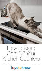 Later, was told this was an effective measure to keep rodents away. How To Keep Cats Off Your Kitchen Counters Artofit