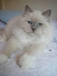 Ragdoll Kittens Cat and Kittens Available for Sale in ...