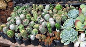 Cubao farmers seafood market tour palengke haul i hope it helps. Farmers Garden Cubao Quezon City Philippine Observers