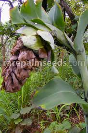 Image result for Ozoroa homblei