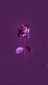 Purple Rose Photoshop By Claire Dorianne Jones Mor Gul Mor Renk Fotografciligi