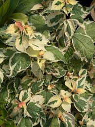 Image result for Boehmeria macrophylla
