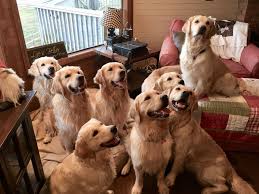 Maybe you would like to learn more about one of these? 130 Best Golden Retriever Family Ideas Golden Retriever Cute Dogs Puppies