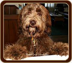 Select pure australian labradoodles to adopt! Australian Labradoodles Of Windsor Creek