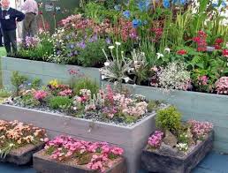 Scottish Rock Garden Club Another Gold Rockery Garden Rock Garden Garden Club