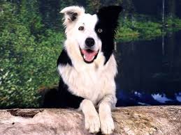 kopek irklarini taniyalim border collie cinsi kopekler cok kisa surede egitilmeleri ile unlu bir kopek cinsidir dog breeds smartest dog breeds collie dog