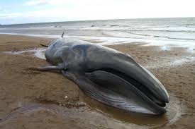 To revist this article, visit my profile, then smith says. Chile Whale Stranding 337 Sei Whales Found Dead Off Patagonia Beyond The Ordinary