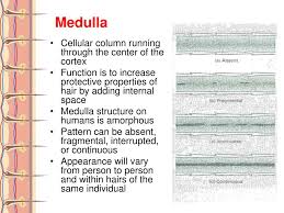 Ppt Chp 10 Hair Analysis Powerpoint Presentation Free Download Id 4130927