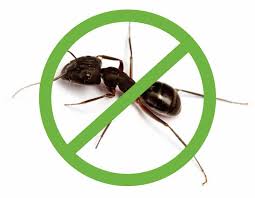 Is a family owned and operated business. Ant Control Extermination Charlotte Raleigh Nc Sage Pest Control