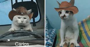 Read cowboy hat from the story neko atsume memes by paint_splatt (margot) with 454 reads. I Can Has Cheezburger Cowboy Hat Funny Animals Online Cheezburger