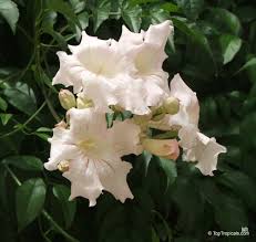 Image result for Podranea