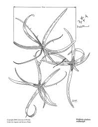 Image result for Wolffiella