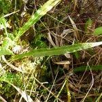 Image result for Elaphoglossum acrostichoides