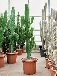 Image result for Euphorbia ingens