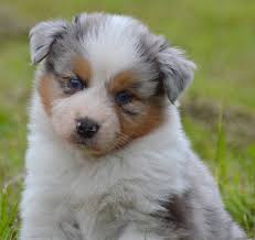 We did not find results for: Chiot Elevage De L Igloo Des Sables Eleveur De Chiens Berger Australien