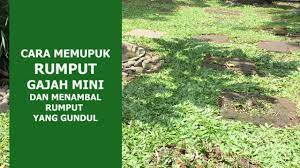 Ciri khas lainnya, berdaun tebal dengan tepian yang agak keriting. Cara Memupuk Rumput Gajah Mini Dan Menambal Rumput Yang Gundul Youtube