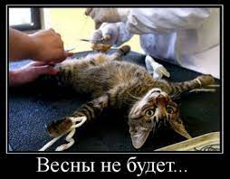 Весны не будет... / Нахуй так жить :: котэ (прикольные картинки с кошками)  / смешные картинки и другие приколы: комиксы, гиф анимация, видео, лучший  интеллектуальный юмор.