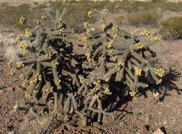 No san pedro id requests, too often they result in poaching or stealing of cacti. 13 Succulents That Are Native To San Diego Ca Install It Direct