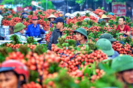 Phap Luáº­t Plus Sau Vá»¥ Váº£i Thiá»u Thanh Cong Báº¯c Giang Pháº¥n Ä'áº¥u NÄƒm 2021 Can Má»'c 160 000 Táº¥n