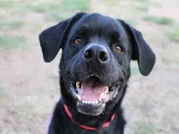 Check spelling or type a new query. Dog Adoption Fairs Colorado Springs