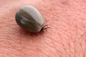 Check spelling or type a new query. Early Diagnosis Of Lyme Disease Gponline