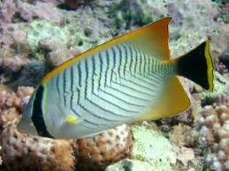 Relationship Between Corals And Fishes On The Great Barrier