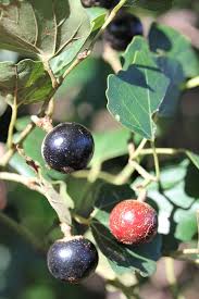 Image result for Rhoicissus tomentosa