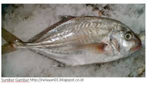 Pelajari nama dan suara hewan laut: Nama Nama Ikan Laut Lengkap Dengan Gambar Pancing Kita
