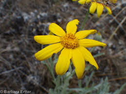 Image result for Eriosema laurentii