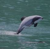 Image result for hector's dolphin
