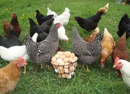 Five days before my family arrives for a holiday, there i am standing in the dairy aisle of sprouts farmers market. 8 Important Benefits Of Raising Backyard Chickens Nobowa