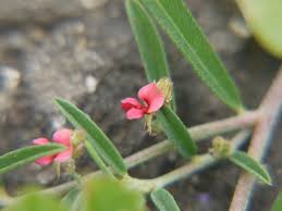 Image result for Indigofera phyllanthoides