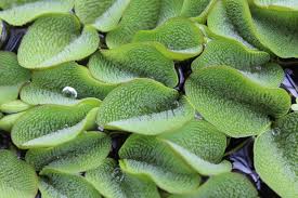 Image result for Salviniaceae