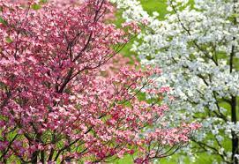 Identify and care for the flowering dogwood, the queen of north american forests: How To Grow And Care For Dogwood Trees Garden Lovers Club