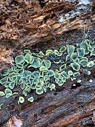 Image result for Chlorosplenium chlora