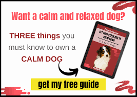My Dog Is Hyperactive All The Time 8 Things You Can Do Dogpackr