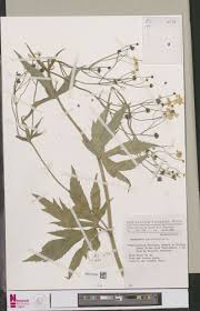 Image result for Polygala capillaris