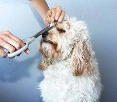 How to cut dog hair / cutting dog hair#shortsfunny dogsfunny dog videoshow to cut dog hairhow to groom a doggroomingdog groomingcutting dog haircutting dog h. Giving Your Cavoodle A Hair Cut Tobywigglebottom